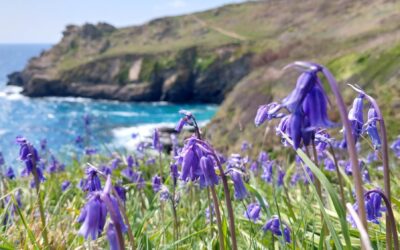 5 luoghi dove ammirare le bluebells in Cornovaglia